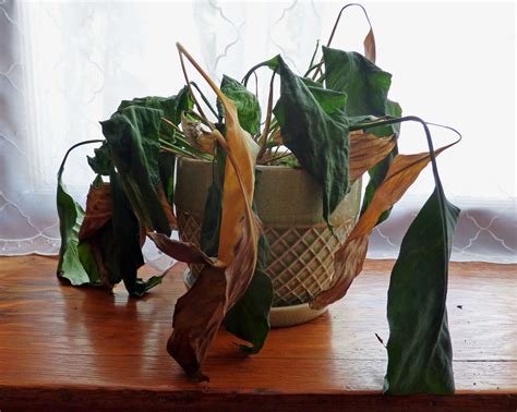 Dead plants. It's clearly difficult to communicate with the dead, but that's no reason to not try. According to Psychology Today, as many three-quarters of bereaved people report some kind of a... 