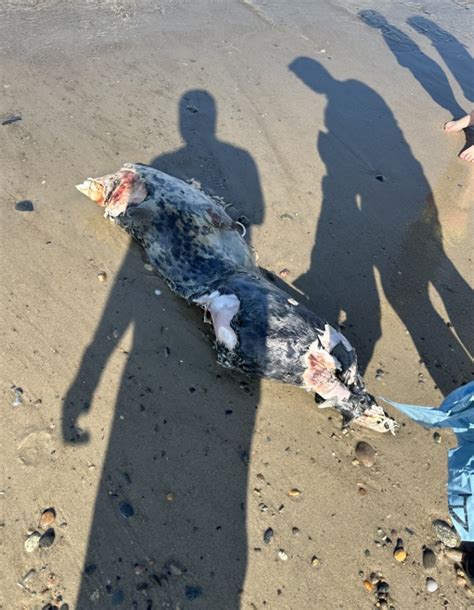 Dead seal with shark bites found on South Shore beach, sharks ‘having a feast’ off Nantucket