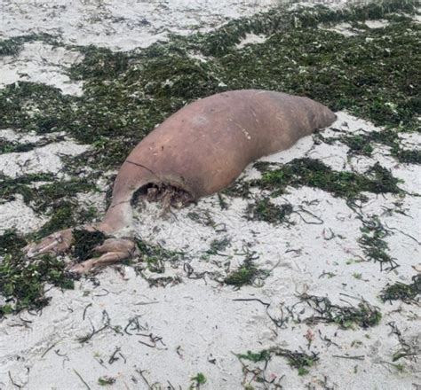 Dead seals with shark bites wash up along Cape Cod, Wellfleet lifeguards help large fish close to shore