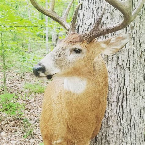 DeadHead Taxidermy