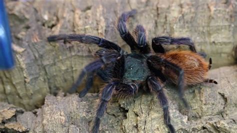 Deadly Tarantula Girl  Leaks [HD] 💦 176 Vids