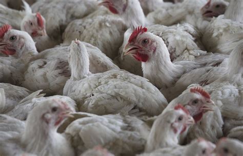 Deadly bird flu reappears in US commercial poultry flocks in Utah and South Dakota
