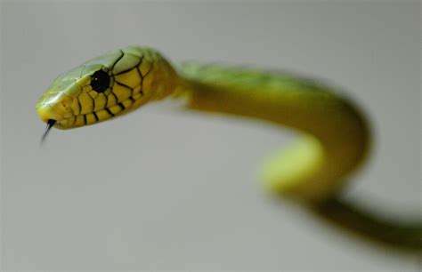 Deadly green mamba snake on the loose in Dutch city