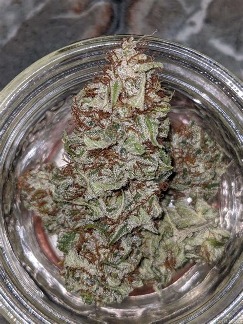 May 25, 2021 · Deadly Swabi (MassMedicalStrains) :: Cannabis Strain Info. Deadly Swabi is a unique sativa dominant hybrid with the Deadly Sativa （Prayer Tower dominant pheno） and the Swabi Pakistani landrace!These are like a denser, more modern bud form of the Swabi landrace sativa, on a stronger bushier frame. . 