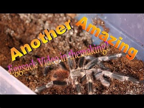 🍌 Deadlytarantulagirl Leaks PORN 37 Videos