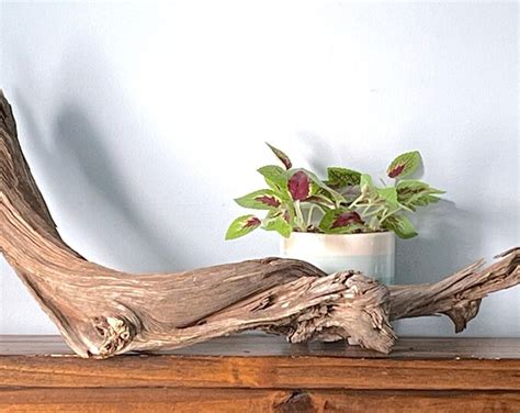 Deadwood Tree Branch - Etsy