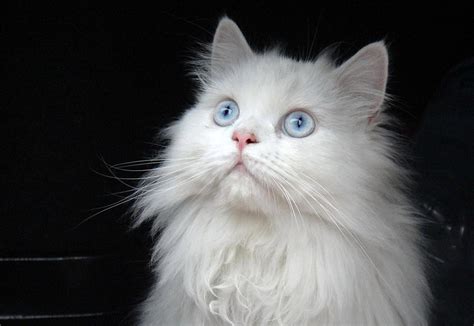 Deafness in White Cats - Cat-World