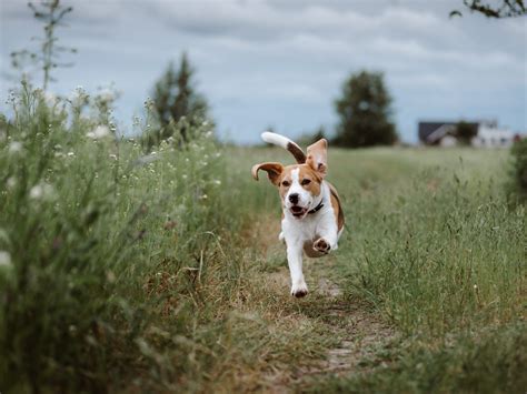 Dear Abby: Off-leash dogs harass walker on trail