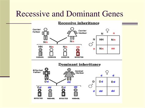 Dear Science: Why are some genes dominant and some genes recessive?