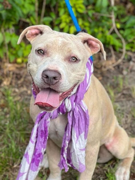 Death row pets - Darlington SC on Instagram: "Violet is with her …