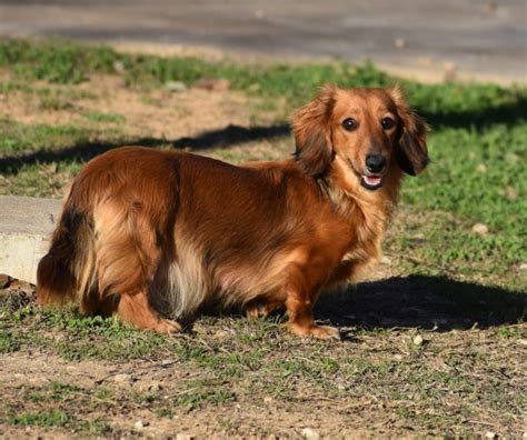 Debbie's Dachshunds added 7 new photos to the album: "Cosmo" I'm a short hair black and tan dapple male. . 