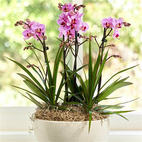Debi lilly orchid. Water your orchid approximately every 7 days, or when it begins to dry out. Fertilize your orchid with a granular or liquid orchid fertilizer once a month. There’s no need to fertilize an orchid while it’s blooming. Occasionally repot your orchid (after the bloom is finished) with orchid potting mix. 