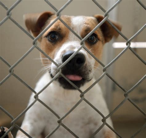 Decatur animal shelter. Things To Know About Decatur animal shelter. 