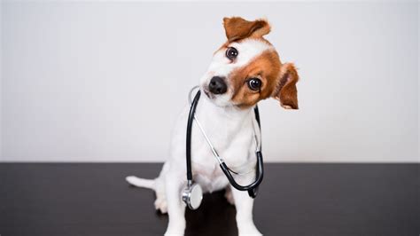 Decatur vet. St. Francis Veterinary Specialist & Emergency-Decatur: 404-924-2000 Veterinary Emergency Group-Brookhaven: 404-806-0130. Contact Intown Animal Hospital (404) 881-1805. intownanimalhospital@gmail.com. 1402 N. Highland Ave Suite 3 Atlanta, GA 30306. In the Morningside Village shopping center. 
