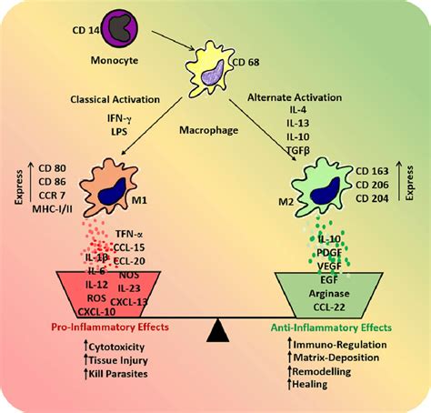 Deciphering the cytokine fingerprint of macrophage activation …