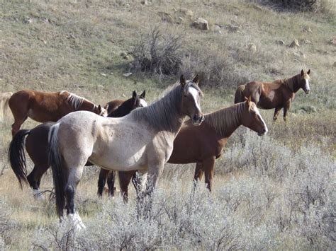 Decision on the future of wild horses in a North Dakota national park expected next year
