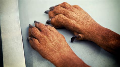 Declaw dog. Dogs do suffer dewclaw injuries, but that is because they use them and therefore need them. Occasionally an adult dog will irreparably damage a dewclaw and have to have it removed, but the majority of dogs with dewclaws will go all their life without any problem. The amount of dewclaws that require removal by vets does not justify … 