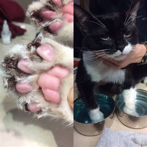 Declawed cats. Cats that are declawed may experience some pain and discomfort after the surgery, and should be monitored closely for signs of infection or other complications. Additionally, declawing can lead to long-term issues such as chronic pain, infection, lameness, and behavioral changes such as aggression, biting, and excessive … 