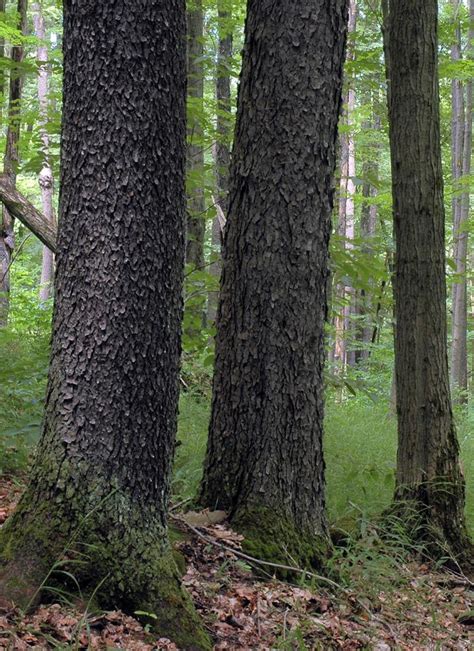 Decline in black cherry regeneration may herald …