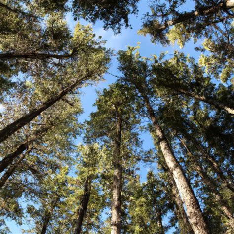 Decoding the Majestic World of Cone Bearing Trees: A Comprehensive Guide for Savvy Gardeners