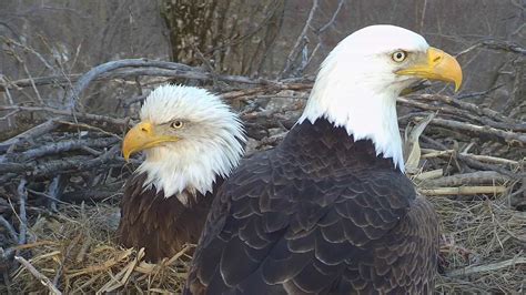 Decorah Eagles Cam - watch live footage of Bald Eagles