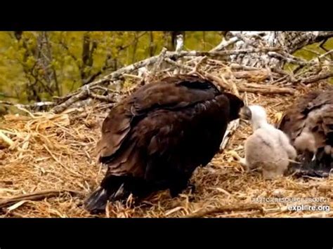 Decorah North Bald Eagles - Sad Story of Hawk Chick on Eagles ... - YouTube