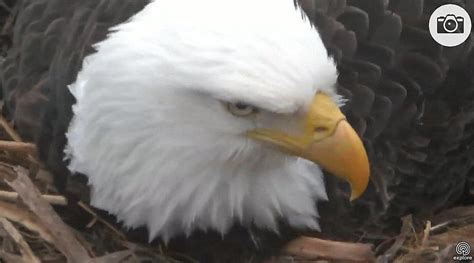 Decorah 3-20-24 FG lands, MG rises, some eggs in view, much honking & few eagle twitters at N1 @10-30AM.JPG (110.75 kB, 750x425 - viewed 25 times.) Report to moderator Logged lilbirdz