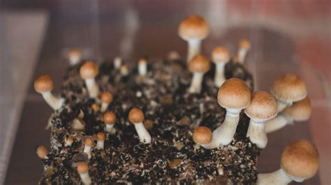 Decriminalize magic mushrooms, say Democrats who have filed bills to loosen psilocybin law in Massachusetts