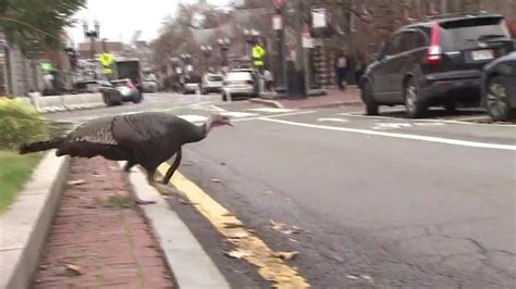 Dedham Police issue warning after reports of turkeys ‘following’ and ‘intimidating’ residents, USPS mail carrier