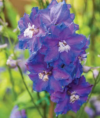 Deep Blue - Perennial Flowers - Burpee Seeds and Plants