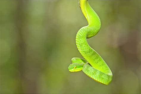 Deep Meanings of Green Snake in Dream - Kelly Bulkeley