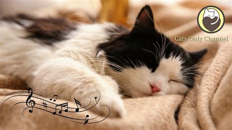 Deep Sleep - song and lyrics by Calm Music for Cats, …