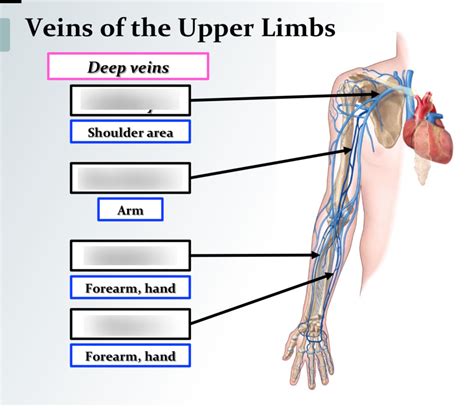 Deep Veins Diagram Quizlet