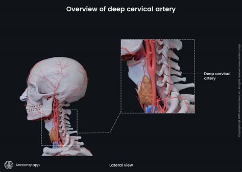 Deep cervical artery.  No, Dr. D.  Muscles The superior intercostal artery, which branche...