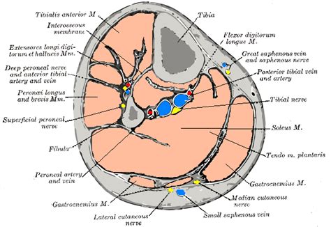 Deep fascia of leg - Wikipedia