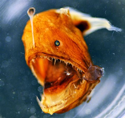 deep-sea fish, in general, any species of