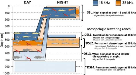 Deep scattering layer. The deep scattering layers (DSLs) and diel vertical migration (DVM) are typical characteristics of mesopelagic communities, which have been widely observed in global oceans. There is a strong ... 