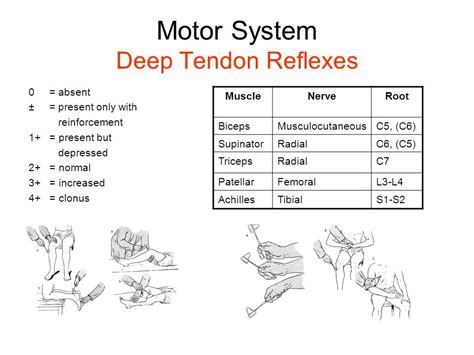 Deep tendon reflexes. Things To Know About Deep tendon reflexes. 
