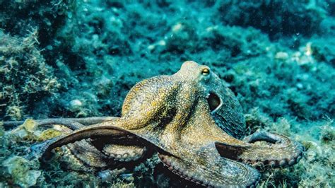 Deep-sea ‘hot tubs’ help octopus moms hatch their eggs faster