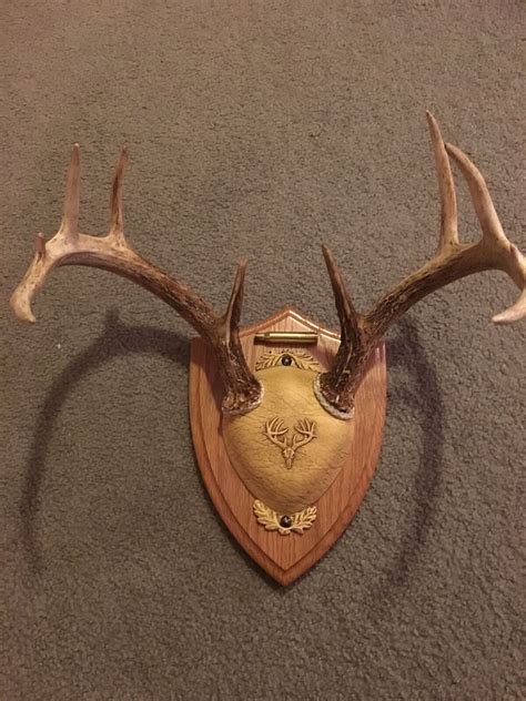 Deer Antlers Mounted eBay