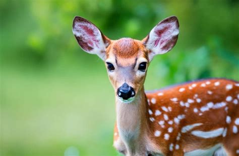 Deer Baby Onlyfans Leak