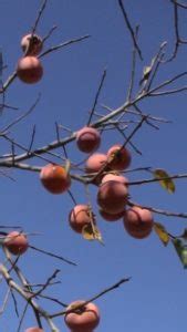 Deer Candy Persimmon Tree - Blue Hill Wildlife Nursery