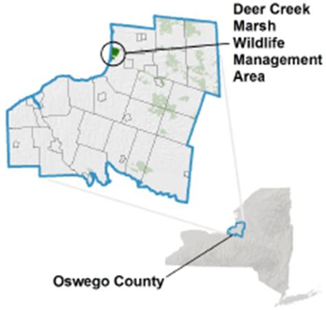 Deer Creek Marsh Wildlife Management Area - NYS Dept. of