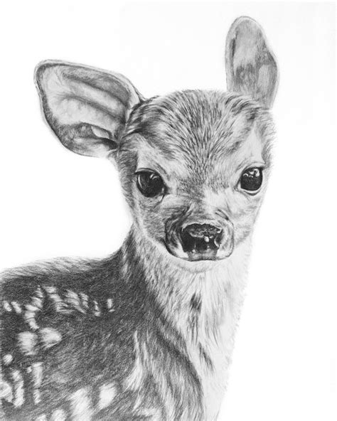 Deer Drawing Realistic
