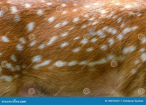 Deer Skin Pattern White Spot in Picture Stock Image Image of natural