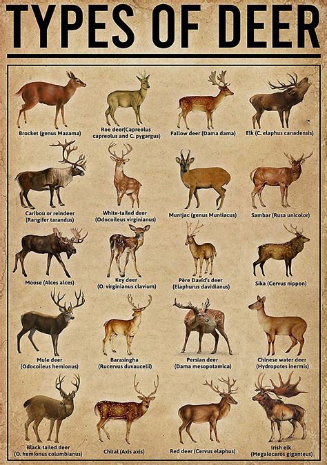 Deer Species Chart