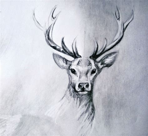 Deer To Draw