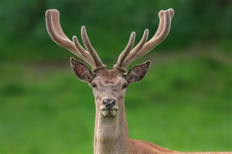 Deer antler velvet. A “10-point buck” describes the size of a deer’s antlers, not its height and weight. Antler size is determined by a deer’s age, nutrition and genetics. However, some yearlings with... 