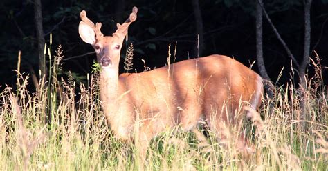 The DNR found that a deer in Washington County tested positive last year. As a result of the new discovery, a new ban on baiting and feeding will be implemented in Ozaukee County, starting on February 15th. Wisconsin state law mandates that the DNR must impose a three-year ban on baiting and feeding in counties where CWD has been detected.. 