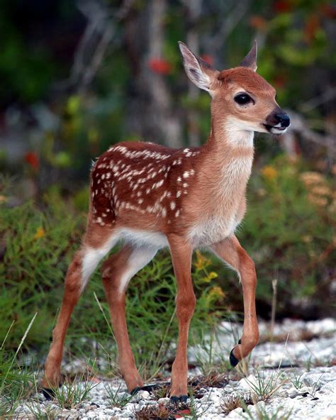 Deer bxby. Things To Know About Deer bxby. 